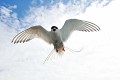 (Sterna paradisaea) sterne,arctique,iles,farne,angleterre. 