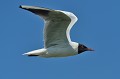 (Chroicocephalus ridibundus) Adulte, plumage nuptial. mouette,rieuse,iles,farne,angleterre. 