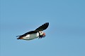 (Fratercula arctica) macareux,moine,iles,farne,angleterre. 