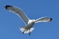 (Larus argentatus) goeland,argente,iles,farne,angleterre. 