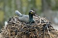 (Phalacrocorax aristotelis) Le Cormoran huppé construit son nid avec des algues et autres plantes aquatiques. Il l'arrime solidement sur des escarpements rocheux ou dans des crevasses de falaises... La nidification a lieu entre mars et août (1 nichée par an, 1 à 6 œufs). cormoran,huppe,ile,inner,iles,farne 