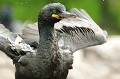 (Phalacrocorax aristotelis) Le Cormoran huppé se nourrit de poissons. Sa zone de pêche se situe à moins de 10 km de son lieu de reproduction. Il vole près des vagues, avec des battements rapides, peut plonger jusqu'à 60 mètres et rester sous l'eau pendant 2 minutes. Au retour, il fait sécher ses ailes avant de reprendre un nouveau vol. Aux îles Farne, il demeure sur le site de nidification quasiment toute l'année... cormoran,huppe,ile,inner,iles,farne,angleterre. 