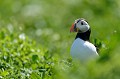 (Fratercula arctica) Les Macareux moine sont particulièrement nombreux sur l'île Inner pendant toute la période de nidification. Oiseau peu farouche, à la parure nuptiale colorée, au regard triste mais si attachant, le Macareux moine est "l'oiseau star" de l'île Inner... macareux,moine,ile,inner,iles,farne,angleterre. 