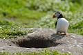 (Fratercula arctica) Pendant la période de nidification, le Macareux moine vit sur la terre ferme. A l'aide de son bec, il creuse un terrier - dont on aperçoit ici l'entrée - à même le sol herbeux ou à flanc de falaise, pour abriter sa progéniture.. macareux,moine,ile,inner,iles,farne,angleterre. 