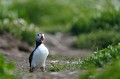  macareux,moine,ile,inner,iles,farne,angleterre. 