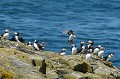  macareux,moine,ile,inner,iles,farne,angleterre. 