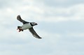 (Fratercula arctica) Macareux moine. macareux,moine,ile,inner,iles,farne,angleterre. 