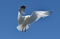 (Larus argentatus) Goéland argenté, dans un vol tout en élégance... goeland,argente,ile,inner,iles,farne,angleterre. 