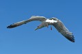 (Larus argentatus) Goéland argenté goeland,argente,ile,inner,iles,farne,angleterre. 