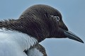 (Uria aalge) Guillemot de Troïl. Certains individus présentent la forme dite "bridée", avec un cercle oculaire blanc et une ligne blanche qui s'étire derrière l'œil, faisant penser au port de lunettes... guillemot,troil,ile,inner,iles,farne,angleterre. 