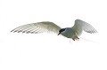 (Sterna paradisaea) La Sterne arctique est un oiseau extraordinaire, considérée comme le plus grand voyageur au monde. Elle fait chaque année un aller-retour, de ses aires de reproduction au nord de la planète jusqu'aux océans proches de l'Antarctique, où elle hiverne. La Sterne arctique vole de ce fait 8 mois par an et effectue un trajet d'environ 70 000 km !!! (Source : Etude scientifique du British Antarctic Survey). sterne,arctique,ile,inner,iles,farne,angleterre. 