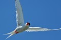 (Sterna paradisaea) La Sterne arctique n'est pas une espèce en danger. Sa population est estimée à un million de couples reproducteurs. Cet oiseau a une durée de vie d'environ vingt ans... sterne,arctique,ile,inner,iles,farne,angleterre. 