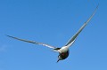 (Sterna paradisaea)  Sterne arctique. sterne,arctique,ile,inner,iles,farne,angleterre. 