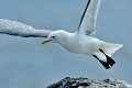(Rissa tridactyla) Mouette tridactyle. mouette,tridactyle,ile,inner,iles,farne,angleterre. 