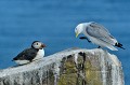 (Fratercula arctica) Macareux moine à gauche et Mouette tridactyle à droite (Rissa tridactyla). macareux,moine,mouette,tridactyle,ile,inner,iles,farne,angleterre. 