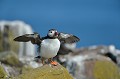 (Fratercula arctica) Macareux moine. macareux,moine,ile,inner,iles,farne,angleterre. 
