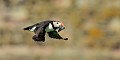 (Fratercula arctica) Macareux moine. macareux,moine,ile,inner,iles,farne,angleterre. 