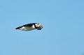 (Fratercula arctica) Macareux moine. macareux,moine,ile,inner,iles,farne,angleterre. 