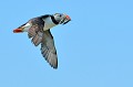 (Fratercula arctica) Macareux moine. macareux,moine,ile,inner,iles,farne,angleterre. 