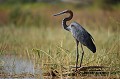 (Ardea Goliath) Le Héron Goliath peut atteindre 1,40 m de hauteur. Il dispose d'un puissant bec en forme de poignard. Son plumage est couleur ardoise et son cou, sa tête et le dessous de ses ailes sont d'un joli roux. A l'âge adulte les deux sexes présentent la même apparence. heron,goliath,baringo,kenya. 