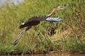 (Ardea Goliath) Héron Goliath. heron,goliath,baringo,kenya. 