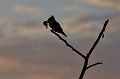 (Ceryle rudis) Vue à contre-jour d'un Martin-pêcheur alcyon pie tenant en son bec un poisson. alcyon,pie,baringo,kenya. 