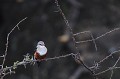 (Halcyon leucocephala) De petite taille (20 cm) cet oiseau habite les zones boisées, les buissons épineux, les parcs et prairies. Il se nourrit d'insectes, de reptiles, d'amphibiens et petits mammifères... martin,chasseur,tete,grise,baringo,kenya. 