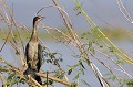 (Phalacrocorax africanus) Il est deux fois plus petit que le Grand Cormoran. C'est plutôt un oiseau solitaire qui se nourrit de poissons capturés au cours de plongées plus ou moins profondes. Il pêche environ trois heures par jour et passe le reste du temps à se prélasser au soleil et à sécher ses plumes. Il niche en fin de saison des pluies, sur le sol, dans la végétation dense et les roseaux. Les deux parents couvent deux ou trois œufs pendant un mois. Les petits commencent à voler à cinq ou six semaines... cormoran,africain,baringo,kenya. 