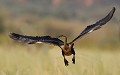 (Anhinga rufa) Il est aussi appelé oiseau-serpent, car il nage avec le cou et la tête hors de l'eau. Il vit au bord des lacs et des rivières et se nourrit de poissons. Il niche dans les arbres ou les roseaux. La femelle dépose trois à cinq œufs. L'incubation dure 25 jours. Les petits commencent à voler à l'âge de 5 semaines... anhinga,roux,baringo,kenya. 