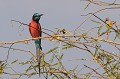 (Merops nubicus) Il se distingue du Guêpier carmin avec lequel il est souvent confondu par son menton et sa gorge d'un bleu verdâtre. On le rencontre dans les mangroves, les savanes ouvertes et boisées, les plaines herbeuses, les rivages des lacs, bref là où le terrain attire des insectes et procure des sites pour nicher. Il creuse son terrier dans les berges... guepier,ecarlate,baringo,kenya. 