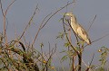 (Ardeola ralloides) C'est un petit héron, qui ressemble au Héron garde-boeufs et à l'Aigrette garzette. Il est très présent en Afrique de l'est. On le rencontre souvent perché en végétation haute, sur des papyrus ou des roseaux. Il se nourrit d'insectes, mollusques, crabes, poissons et grenouilles... Il niche dans les arbres de 2 à 20 mètres au dessus du niveau du sol ou de l'eau. La femelle pond de 3 à 6 œufs qu'elle incube pendant 3 semaines. Les jeunes quittent le nid au bout d'1 mois. crabier,chevelu,baringo,kenya. 