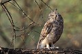 (Bubo africanus) grand,duc,africain,baringo,kenya. 