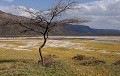 Situé à 50 km de Baringo, dans la vallée du Rift, ce lac alcalin de 107 km2 est réputé pour abriter une importante concentration de Flamants roses et nains (environ 1 million de têtes le jour de notre passage, le 13 janvier 2011) et de nombreuses sources d'eau chaude... flamants,bogoria,kenya. 