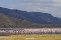  bogoria,kenya. 