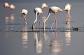 Les Flamants roses se nourrissent plutôt le jour, en capturant des proies de taille importante : crustacés, vers, insectes, mollusques. Ils vont à la pêche en s'immergeant la tête dans l'eau et la vase... flamants,roses,bogoria,kenya. 