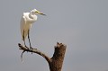 (Casmeroduis albus) Cette espèce est répandue dans le monde entier. Présent à Baringo, l'oiseau, remarquable par son élégance, niche dans les roseaux et les arbres près de l'eau. grande,aigrette,baringo,kenya. 