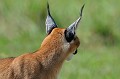  caracal,masai,mara,kenya. 