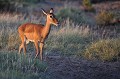  impala,samburu,kenya. 