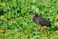 (Ardeola rufiventris) Il vit dans les plaines inondées, les marécages et se nourrit de poissons, grenouilles, insectes et vers de terre... crabier,ventre,roux,masai,mara,kenya. 