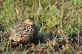 (Pterocles exustus) Cet oiseau vit au sol, dans les déserts et zones herbeuses. Le Ganga ressemble au produit d'un croisement entre un pigeon et une perdrix... ganga,ventre,brun,samburu,kenya. 