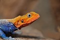  agame,colons,samburu,kenya. 