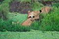 Le lion a renoncé à traverser la rivière et se fait aider par un membre du groupe, pour regagner la berge... lions,masai,mara,kenya. 