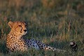 guepard,masai,mara,kenya. 
