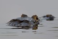 Il se nourrit de poissons, mollusques, escargots et crustacés. Cette espèce a été beaucoup chassée pour la qualité de sa peau. Malgré des programmes de protection mis en place au Brésil et au Paraguay, le braconnage perdure... caiman,yacare,pantanal,bresil. 