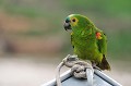(Amazona aestiva) Cet oiseau, qui peut vivre jusqu'à 40 ans (80 ans en captivité), se nourrit de graines, de noix et de baies... amazone,front,bleu,pantanal,bresil. 