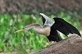 (Anhinga anhinga) Appelé "oiseau du diable" ou "oiseau serpent", l'Anhinga d'Amérique ressemble à un Cormoran. C'est un oiseau aquatique, qui nage avec souvent le cou au dessus de l'eau, d'où son surnom d'oiseau serpent. Il recherche ses proies (poissons et amphibiens) sous l'eau. Comme le Cormoran, il passe de longs moments sur des branches d'arbres, ailes déployées, à se sécher... anhinga,amerique,pantanal,bresil. 