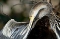 (Anhinga anhinga) anhinga,amerique,pantanal,bresil. 