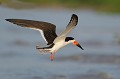 (Rynchops niger) C'est un oiseau aquatique, de taille moyenne, remarquable par son bec (la mandibule inférieure étant plus étroite et plus longue que la supérieure) qui lui permet d'attraper les poissons en surface, en ne rentrant que la mandibule inférieure dans l'eau, sans perdre de vitesse... bec,ciseau,pantanal,bresil. 