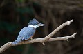 (Megaceryle torquata) Ce bel oiseau peut atteindre 41 cm et peser jusqu'à 290 g. Cette espèce présente un dimorphisme sexuel dans la coloration. Les mâles portent un manteau d'une couleur gris ardoise, un collier blanc et le ventre est roux. Les femelles se distinguent par un double collier blanc... martin,pecheur,ventre,roux,pantanal,bresil. 