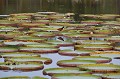  jacana,nenuphars,pantanal,bresil. 